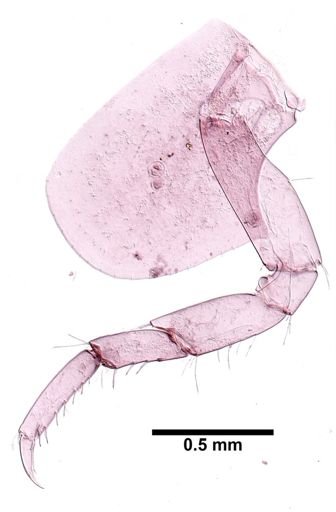 Hyalella cf. azteca