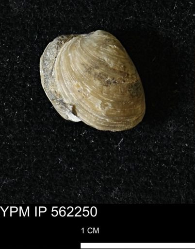 Limopsis striatopunctatus