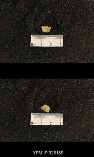 Neochonetes sp.