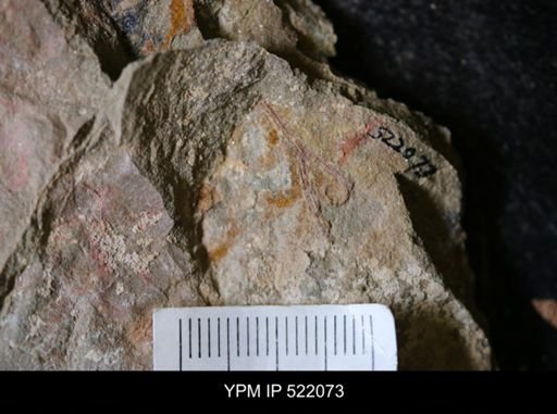 undet. Graptolithina