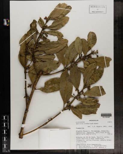 Plantae