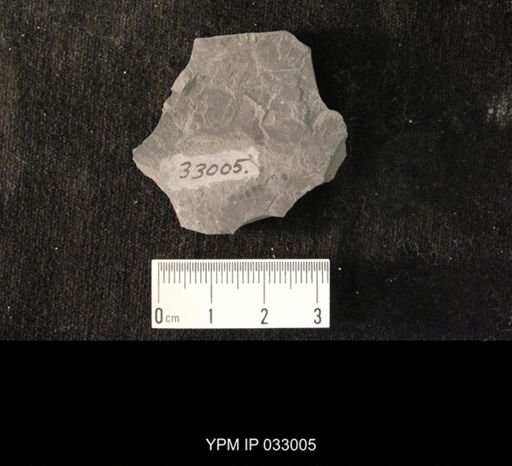 Mormolucoides articulatus