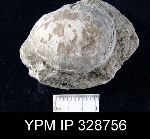 Megastrophia concava?