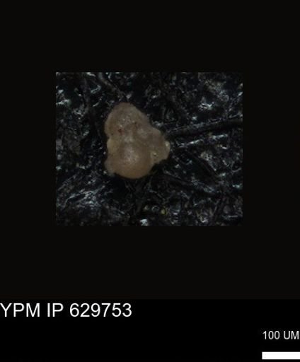 undet. Foraminiferida