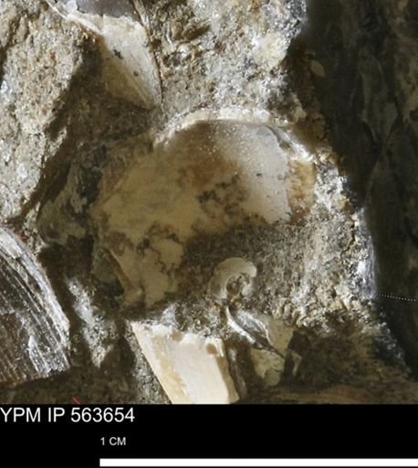 undet. Mollusca