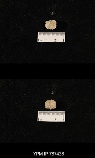 undet. Brachiopoda