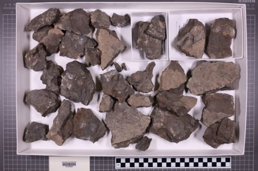 mixed taxa, stratigraphic collection