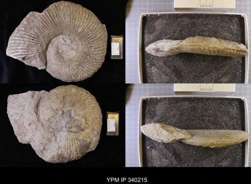 Oxytropidoceras sp.