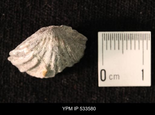 Platystrophia regularis