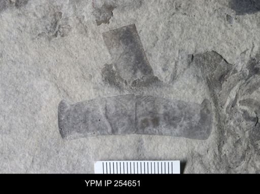 Eurypterida