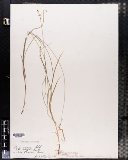 Carex rosea