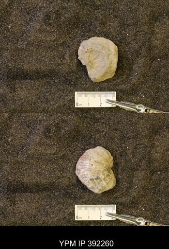 undet. Scaphitidae
