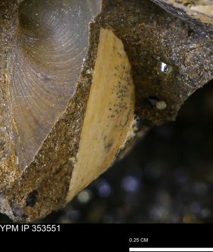 Limopsis striatopunctatus