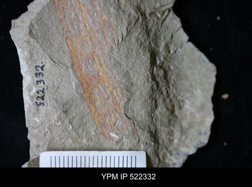 Graptolithina?