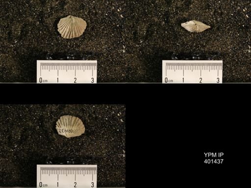 Plectorthis plicatella