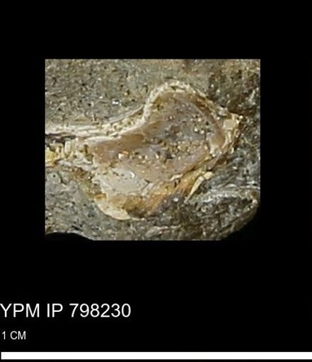 Mollusca