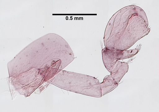 Hyalella cf. azteca