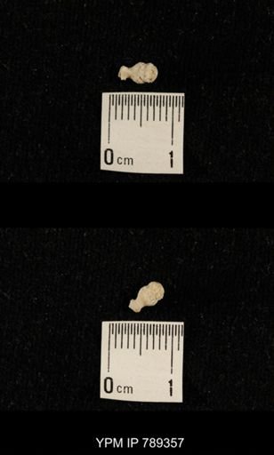 undet. Bryozoa