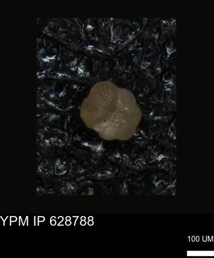 undet. Foraminiferida