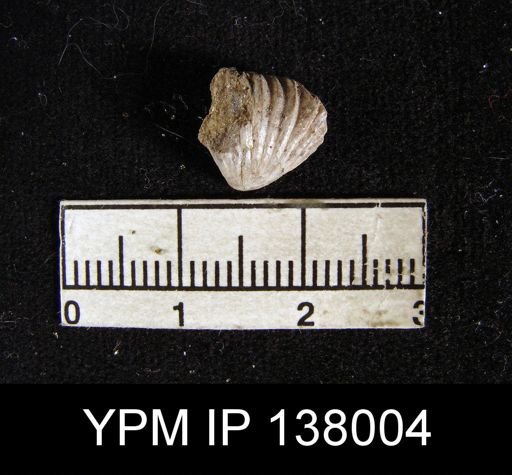 undet. Rhynchonellida