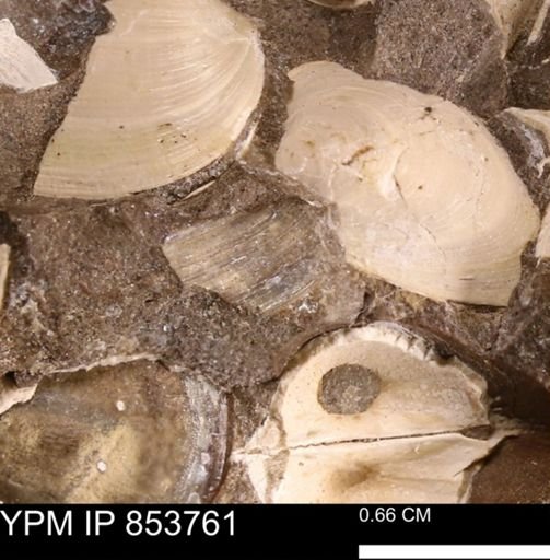Limopsis striatopunctatus
