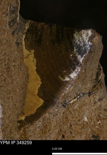 Limopsis striatopunctatus