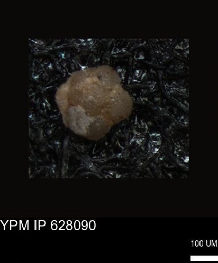 undet. Foraminiferida