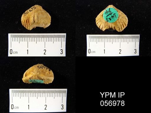 Uncinulus sp.