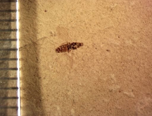 undet. Diptera