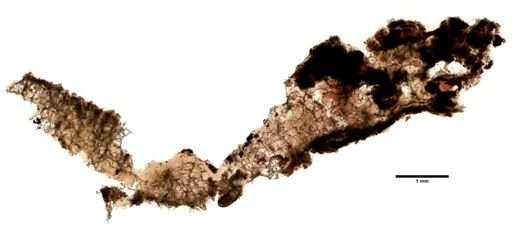 Haliclona canaliculata