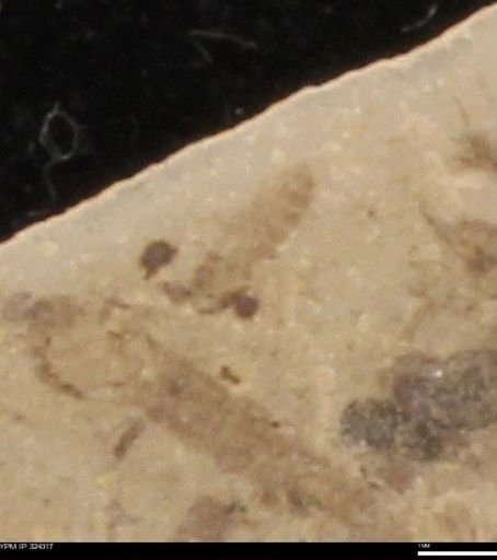 undet. Insecta