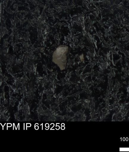 undet. Foraminiferida