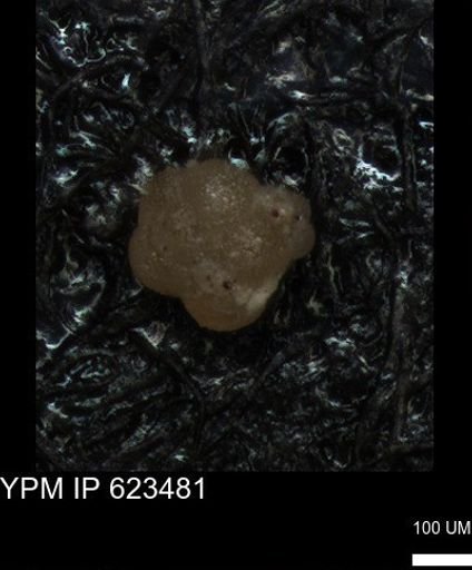 undet. Foraminiferida