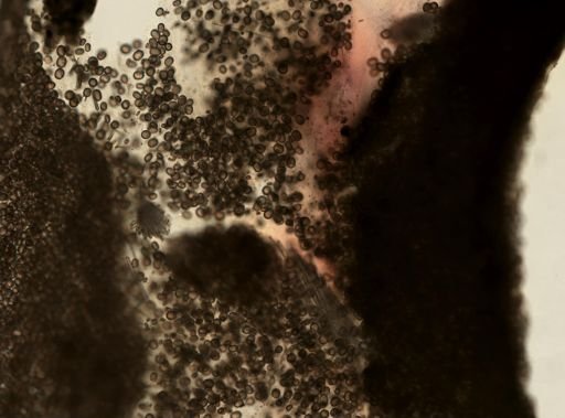 Placospongia sp.