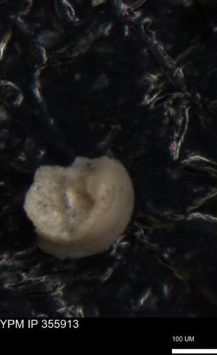 undet. Foraminiferida