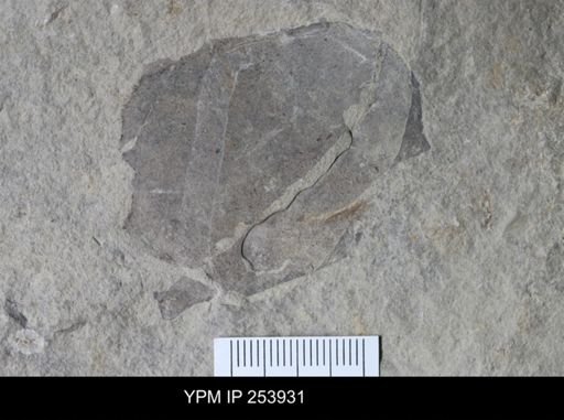 Eurypterida