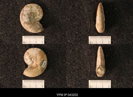 Hoploscaphites nicolletii