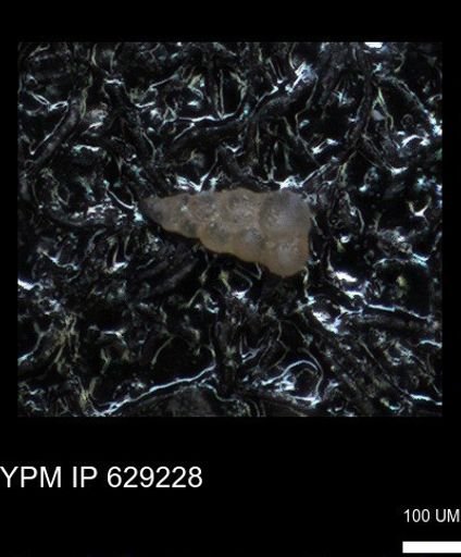 undet. Heterohelicidae