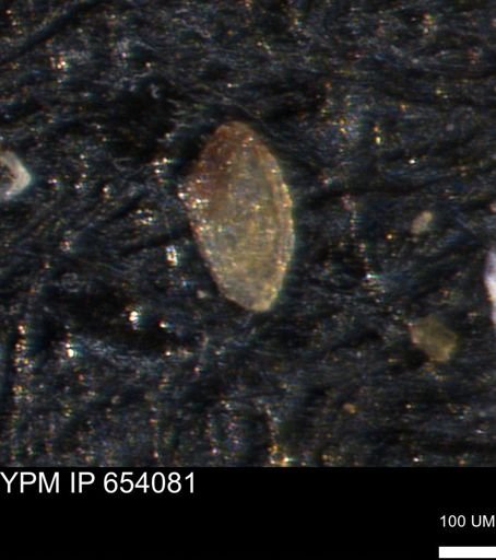 Spirolocammina planula