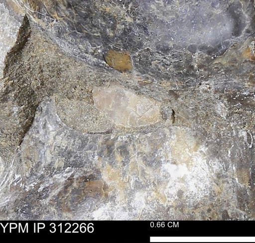 Phelopteria linguaeformis