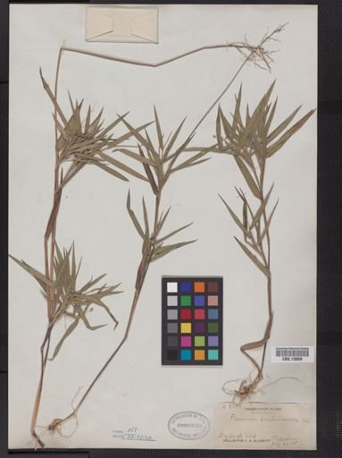 Panicum oligosanthes