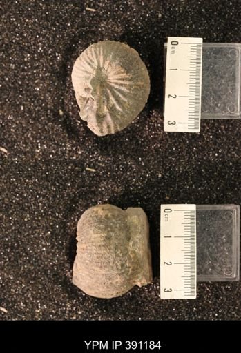 Scaphitidae