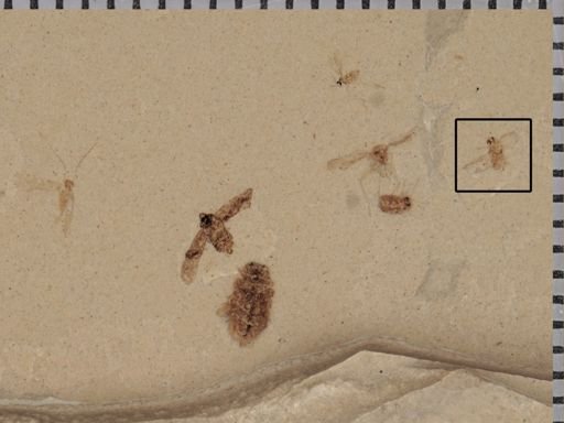 undet. Coleoptera