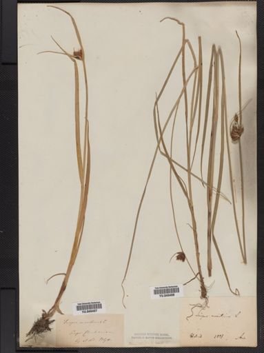 Plantae