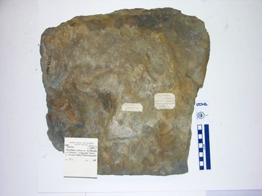 Grallator cursorius