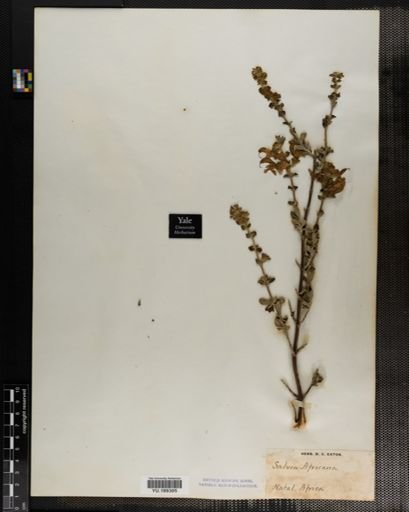 Plantae