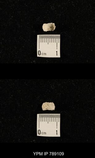 undet. Brachiopoda