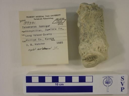 Teleoceras fossiger
