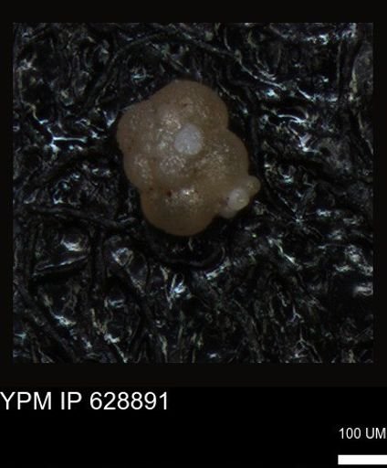 undet. Foraminiferida