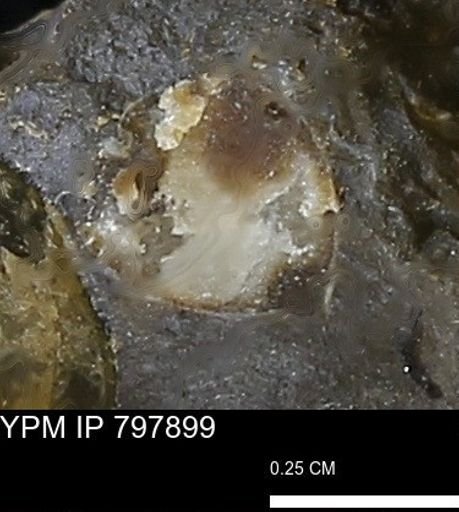 undet. Bivalvia